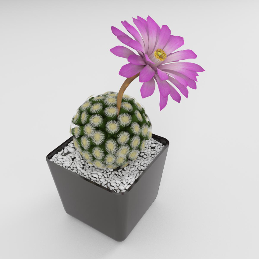 Моделирование цветка кактуса