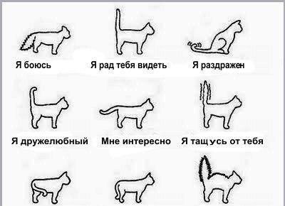 Первая