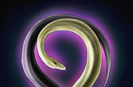 Snakes