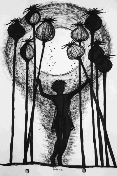 Poppies