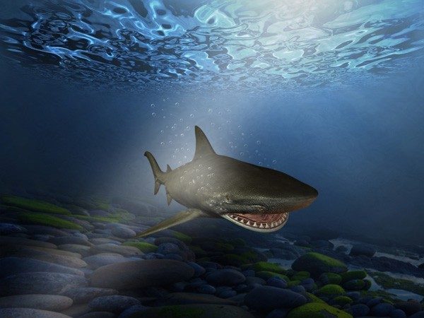Shark
