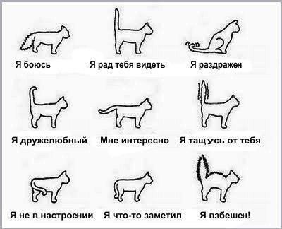 Первая