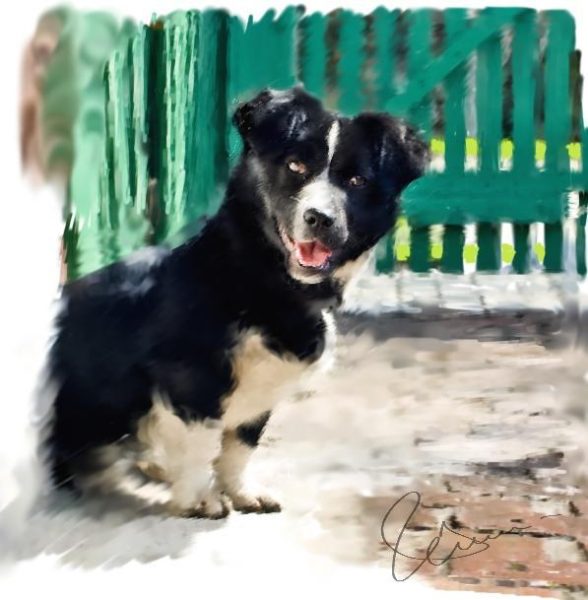 Cheerful dog Arnella